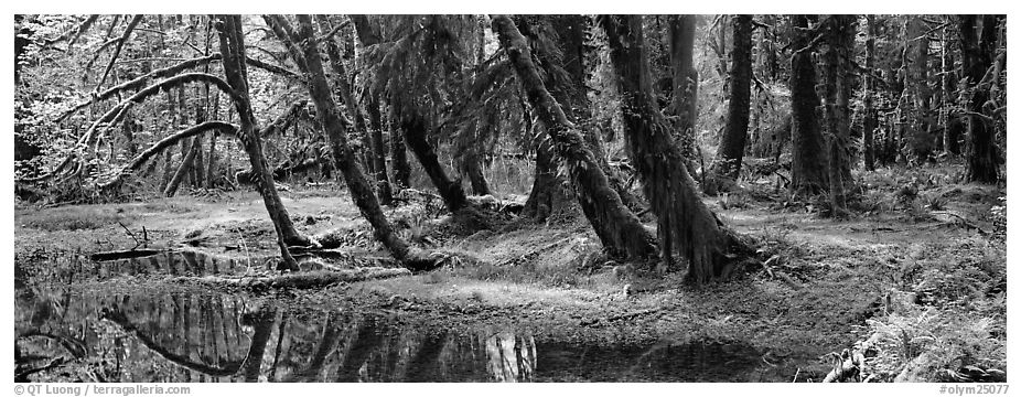 Rainforest pond. Olympic National Park (black and white)