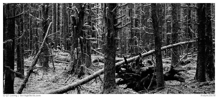 Mossy rainforest. Olympic National Park (black and white)