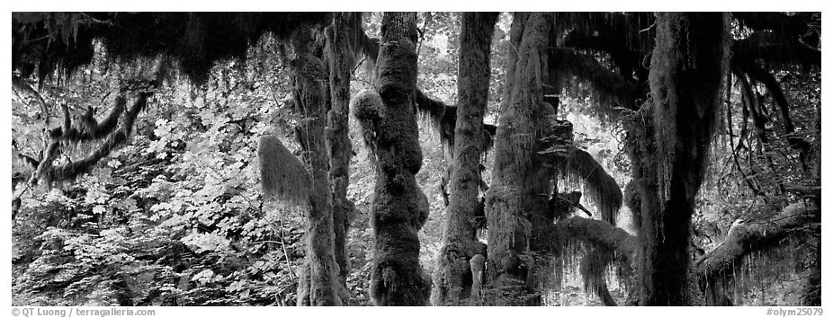 Hoh rainforest. Olympic National Park (black and white)