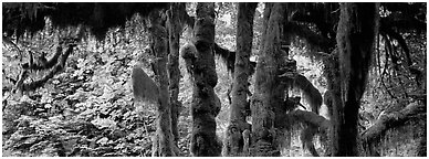 Hoh rainforest. Olympic National Park (Panoramic black and white)