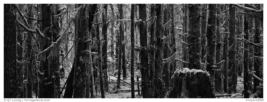 Temperate rainforest. Olympic National Park (black and white)