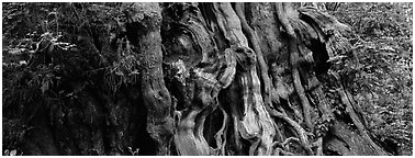 Ancient Cedar trunk. Olympic National Park (Panoramic black and white)