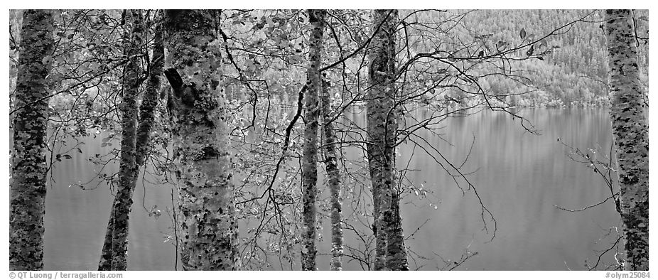 Tranquil trees and Crescent Lake. Olympic National Park (black and white)