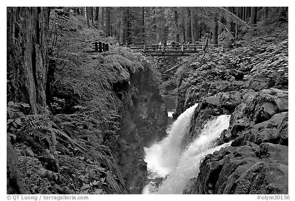 Soleduc falls and bridge. Olympic National Park (black and white)