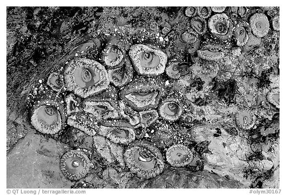 Green anemones on rock at low tide. Olympic National Park (black and white)