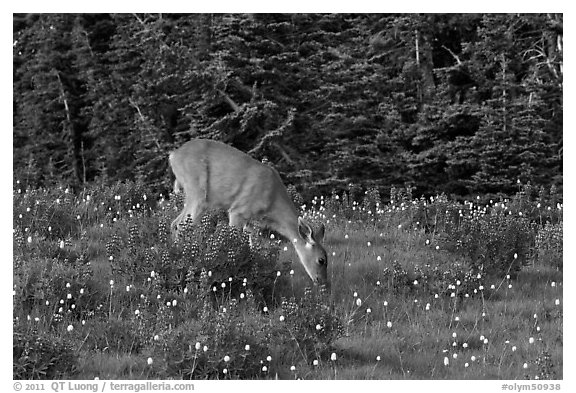 Deer grazing amongst lupine. Olympic National Park (black and white)