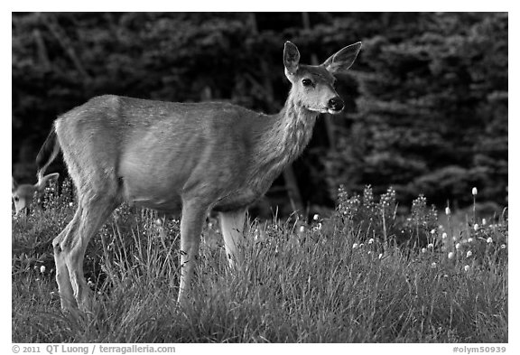 Deer in meadow with lupine. Olympic National Park (black and white)