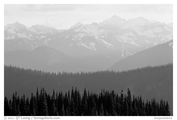 Hazy view of ridges and Olympic mountains. Olympic National Park (black and white)
