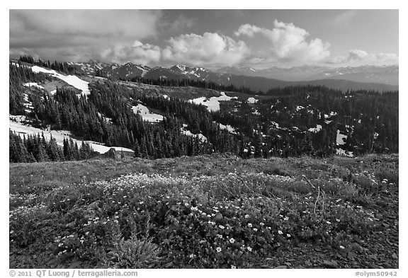 Wildflowers, hills, and Olympic mountains. Olympic National Park (black and white)