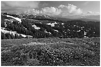 Wildflowers, hills, and Olympic mountains. Olympic National Park ( black and white)