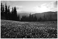 Avalanche lilies at sunset. Olympic National Park, Washington, USA. (black and white)