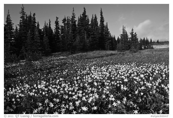 Avalanche lilies in meadow. Olympic National Park (black and white)