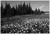 Avalanche lilies in meadow. Olympic National Park, Washington, USA. (black and white)