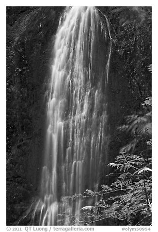 Marymere Falls, summer. Olympic National Park (black and white)
