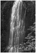 Marymere Falls, summer. Olympic National Park ( black and white)