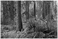Ferns and trees, Hoh rain forest. Olympic National Park ( black and white)