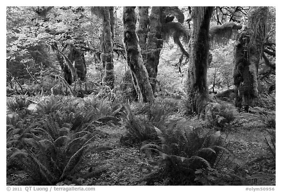 Grove of maple trees covered with epiphytic spikemoss. Olympic National Park (black and white)