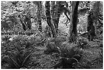 Grove of maple trees covered with epiphytic spikemoss. Olympic National Park ( black and white)
