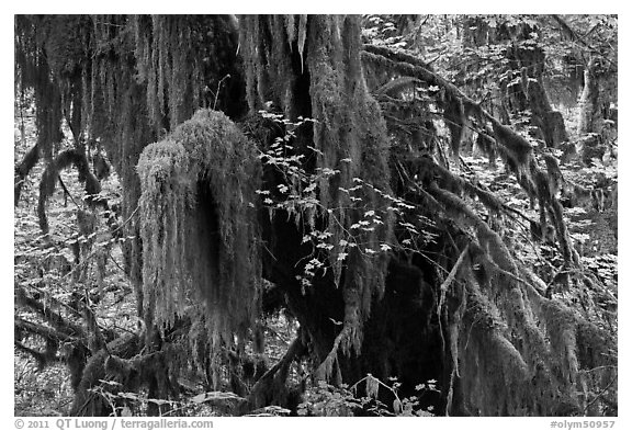Hall of Mosses,  Hoh rain forest. Olympic National Park (black and white)
