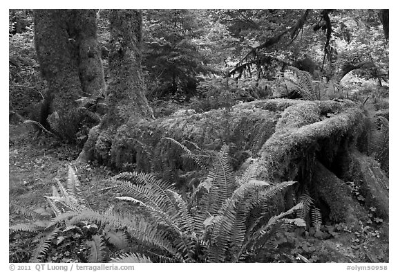 Tree growing on fallen tree, Hoh rainforest. Olympic National Park (black and white)