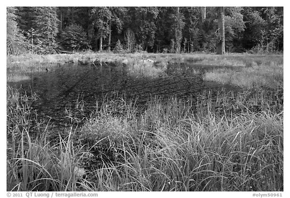 Dark pond, Hoh rain forest. Olympic National Park (black and white)
