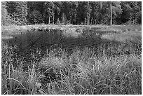 Dark pond, Hoh rain forest. Olympic National Park ( black and white)