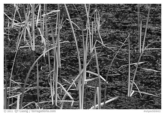 Grasses and black pond water. Olympic National Park (black and white)