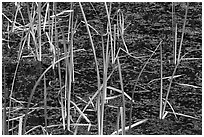 Grasses and black pond water. Olympic National Park ( black and white)