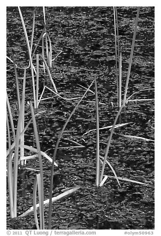 Reeds and stagnant water. Olympic National Park (black and white)