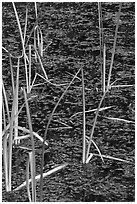 Reeds and stagnant water. Olympic National Park ( black and white)