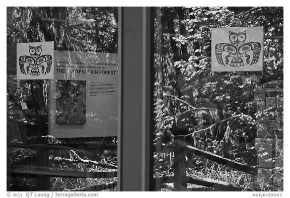 Rain forest, Hoh rain forest visitor center window reflexion. Olympic National Park (black and white)