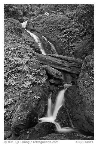 Merriman Falls. Olympic National Park (black and white)