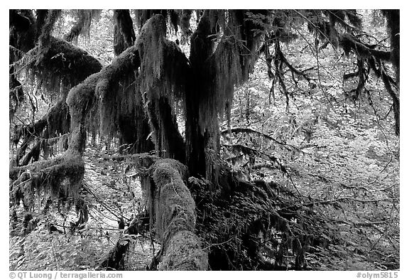 Moss-covered old tree in Hoh rainforest. Olympic National Park (black and white)
