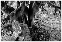 Moss-covered old tree in Hoh rainforest. Olympic National Park ( black and white)