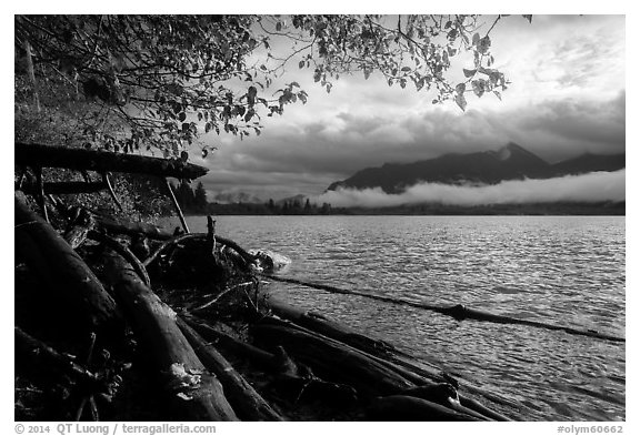 Lake Quinault from July Creek. Olympic National Park (black and white)