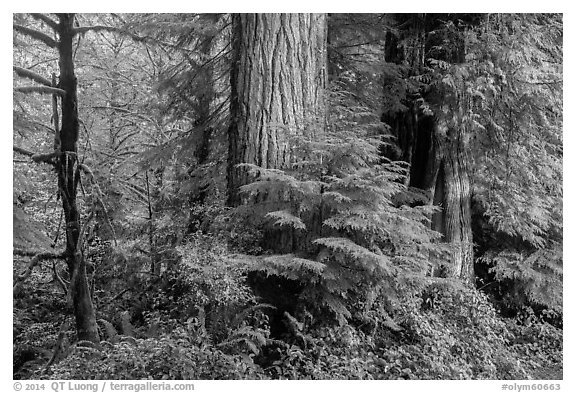 Forest, July Creek,. Olympic National Park (black and white)