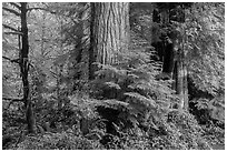 Forest, July Creek,. Olympic National Park ( black and white)
