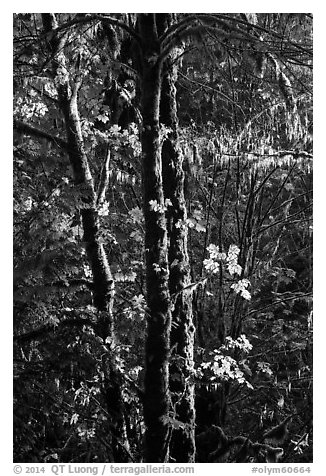 Backlit maple trees, July Creek. Olympic National Park (black and white)