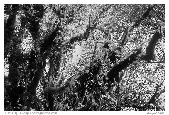 Looking up moss-covered big leaf maple tree in autumn. Olympic National Park (black and white)