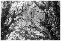 Looking up moss-covered branches and yellow leaves of big leaf maple trees. Olympic National Park ( black and white)