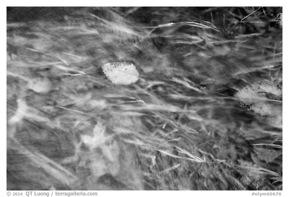 Clear water flowing in creek with grasses and leaves. Olympic National Park (black and white)