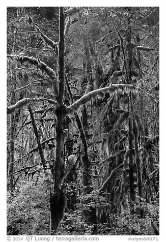 Rain forest, Maple Glades, Quinault. Olympic National Park (black and white)