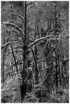 Rain forest, Maple Glades, Quinault. Olympic National Park ( black and white)