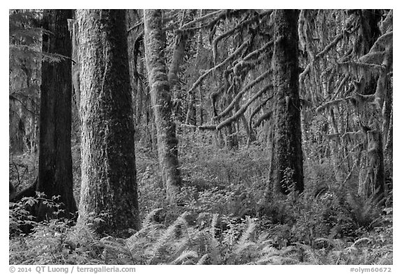 Ferns and moss-covered trees, Maple Glades. Olympic National Park (black and white)