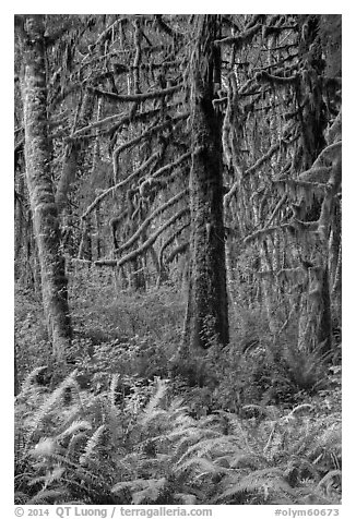 Ferns and moss-covered trees, Quinault. Olympic National Park (black and white)