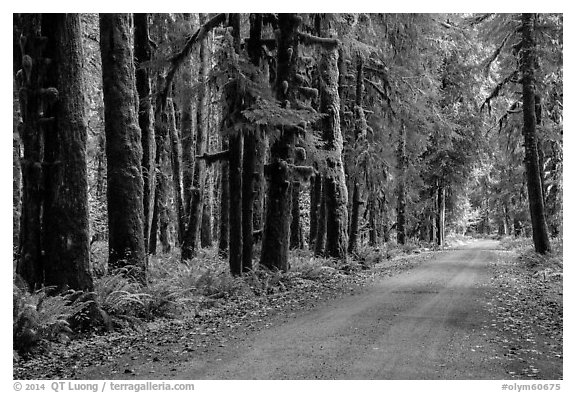Unpaved road, Lake Quinault North Shore. Olympic National Park (black and white)