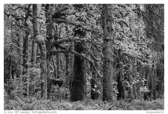 Bigleaf maple and rainforest in autum, Lake Quinault North Shore. Olympic National Park (black and white)