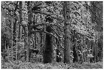 Bigleaf maple and rainforest in autum, Lake Quinault North Shore. Olympic National Park ( black and white)