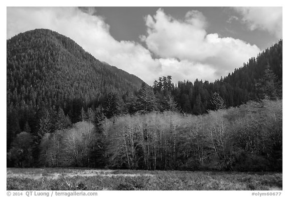 Meadow, trees, and hills in late autumn, Lake Quinault North Shore. Olympic National Park (black and white)