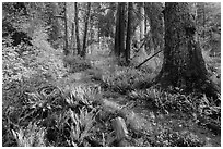 Irely Lake Trail in autumn, North Fork. Olympic National Park ( black and white)